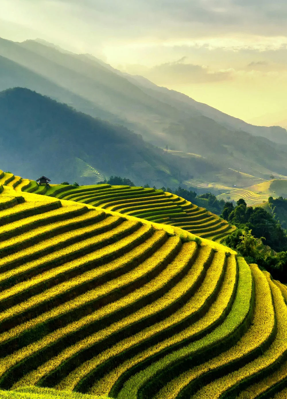 We source our produce from fertile regions in Northern Nigeria and process it to meet strict international standards, including moisture content below 10%.